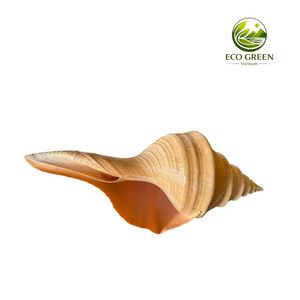 Concha de Caracol Natural Amarilla Hecha a Mano para Decoración de Paisajes, Espiral Larga, Especímen Natural, Arte con Tacto Real - Product Image 4