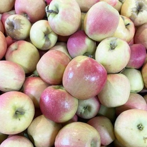 Manzanas Gala Deliciosas de Primera Calidad - Cosecha Fresca - Calidad de Exportación a Granel - Product Image 4