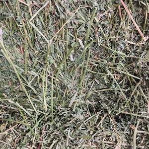 Heno de alfalfa secado al sol de alta calidad a granel, el mejor precio, heno de alfalfa fresco para uso en caballos - Product Image 6