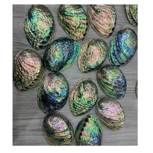 Coquille d'ormeau polie, coquille de nacre naturelle pour l'art et l'incrustation de résine - Product Image 2