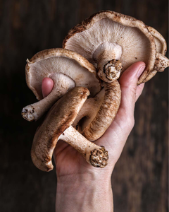 HONGOS SHIITAKE SECOS ORIGINALES DE VIETNAM / CALIDAD DE EXPORTACIÓN - Product Image 4