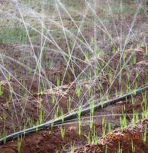 Tuyau de pluie d'approvisionnement direct d'usine 40mm tuyau de pluie de 100 mètres pour la culture de légumes accessible à un prix raisonnable - Product Image 4