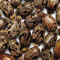Huile de graines de ricin pressée à froid, extraction d'huile végétale et animale, huile de graines de ricin biologique de qualité supérieure, extraction d'huile de graines de ricin, pureté de 99%