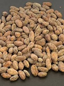เมล็ดโกโก้คั่วหมักคุณภาพดีเยี่ยม เกรดพรีเมียม ขายราคาถูกต่อกิโลกรัม เมล็ดโกโก้แห้งธรรมชาติ ขายส่ง - Product Image 4
