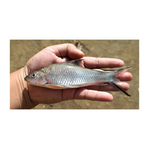 Salmón / Pescado de Salmón Fresco Congelado en Venta al Mejor Precio - Product Image 3