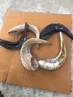 Cornes soufflantes naturelles, shofars à cornes pour cérémonies religieuses, idéales pour souffler, adaptées à la revente