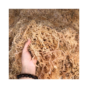 High Quality Edible <b>Sea</b> <b>Moss</b> Dried Natural <b>Raw</b> Dried Seamoss Irish <b>Sea</b> <b>Moss</b> With High Quality From Vietnam - Product Image 2