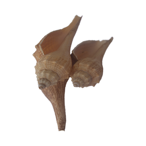 เครื่องประดับเปลือกหอยสีเหลืองขนาดเล็กขนาด7-9ซม. - Product Image 5