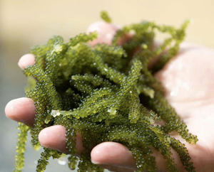 Le traemos lo mejor de la naturaleza: polvo de algas marinas de uva 100% natural del corazón de Vietnam - Product Image 6