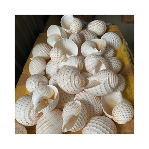 Turbo Burgess Seashells decorativo-Procedente de Vietnam, alta calidad, varios tamaños, estándar de exportación - Product Image 5