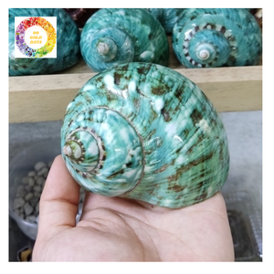 Vente en gros de matières premières d'artisanat marin de haute qualité fournisseur du Vietnam Turbo Shell poli - Product Image 4