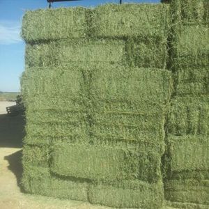 Achetez de l'herbe à fourche et du foin de timothée de haute qualité - Prix abordables et livraison rapide pour les besoins en alimentation animale en gros - En vente - Product Image 1