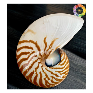 Nautilus Shell decorativo, Nautilus Shell Beach Decor, Nautilus Shell pulido para diseño de interiores y joyería - Product Image 3