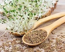 Üreticiden doğrudan satış tarım için en kaliteli organik yonca tohumları doğal Medicago saagriculture - Product Image 3