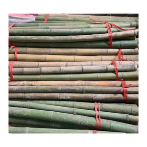 Hot Sale - <b>Bamboo</b> Poles Big and Strong <b>Bamboo</b> Canes - <b>Raw</b> <b>Material</b> Treated <b>Bamboo</b> Poles for Gardening or Export - Product Image 4