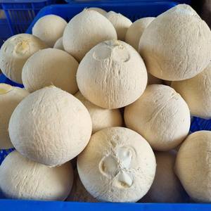 Coco Natural Premium de Vietnam con Almacenamiento en Frío para Envíos de Larga Distancia, Marca TINIMEX, Productos Agrícolas - Product Image 1