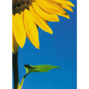 Carte de vœux style simple avec grand tournesol, impression numérique, Nouvel An, personnalisation OEM/ODM, logo sur mesure bienvenu - Product Image 1