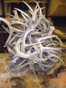 เขากวางกำมะหยี่ผงเขากวางสีแดงสำหรับอาหารเพื่อสุขภาพส่งตรงจากแหล่งวัวควายสกัดจากธรรมชาติ - Product Image 4