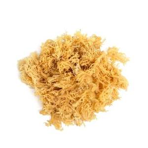 GOLD SEAMOSS MEJOR PRODUCTO PURO Y NATURAL EXPORTACIÓN - Product Image 5
