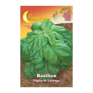 Basilico Semi Orto Foglia Lattuga - Product Image 1