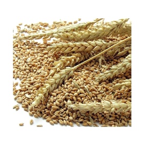 Grano de Trigo Fresco en Venta, Calidad Premium Disponible en Pedidos al por Mayor para Distribución Mayorista y Exportación - Product Image 5