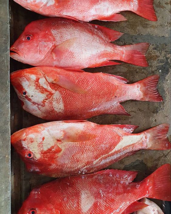 Красная замороженная рыба-окунь, свежие цельные морепродукты с сохранением соли, сушеные консервированные фасоны, объемный пакет, упаковка с плавниковым жиром