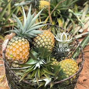 PLANTAS DE PIÑA MD2 DE VIETNAM - Product Image 5