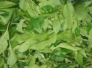 Venta al por mayor, precio barato, calidad superior, hojas amargas congeladas enteras/picadas de Vietnam/ IQF, hojas amargas molidas - Product Image 5