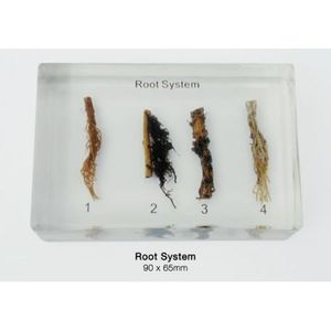 Portaobjetos de Microscopio para Sistemas Radiculares - Preparaciones de Alta Calidad para Educación Biológica - Product Image 1