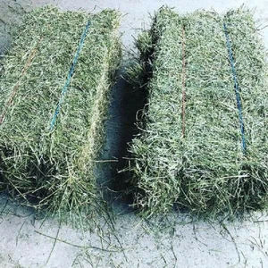 Export-Grade Alfalfa Hay - For Cattle, Horses, Sheep & Goats - Bulk <b>Supply</b> - Product Image 6