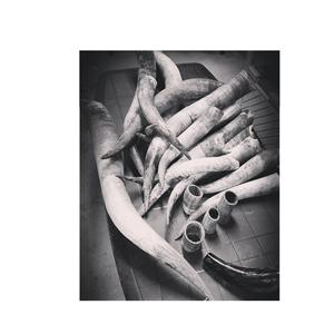 Corne à boire en forme de buffle, taille et logo personnalisés, produit de meilleure qualité et corne à boire polie et brillante faite à la main, vente en gros - Product Image 4