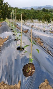 Película de Plástico para Acolchado Agrícola, Tipo Extrusión, Estilo Moldeado por Rodillos, CT-M001 Negro, CENPLAS de Vietnam, Servicio OEM - Product Image 2