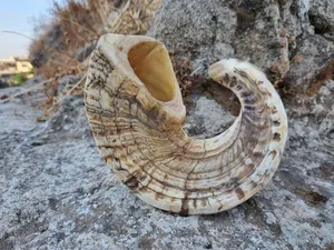 Par de cuernos largos decorativos de alta calidad hechos a mano con patrón único para estilo de cabaña y cabaña a precio mayorista - Product Image 5