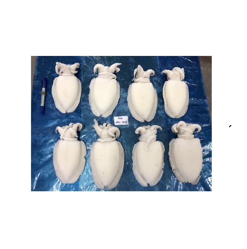 Заводская Лучшая цена, замороженные каракатицы, целые очищенные каракатицы с быстрой доставкой