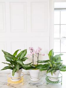 Support de jardinière en métal multicolore pour la décoration de la maison et du jardin au meilleur prix d'Inde - Product Image 2