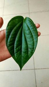 Feuilles de bétel naturelles fraîches, arôme moyen, qualité supérieure, prix compétitif, vente en gros, exportation mondiale 2025 VIET SEAFARM - Product Image 6