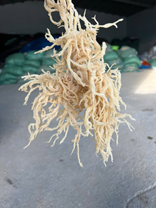 Musgo Irlandés Seco y Sazonado a Granel, Variedad Nori para la Industria Alimentaria, Envasado al Vacío, OEM, Venta al Por Mayor - Product Image 3