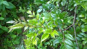 Precio directo de fábrica Ampelopsis Cantoniensis Extracto de polvo de grado alimenticio 25% Humedad Estándar 15-30% Parte de hoja de dihidromiricetina - Product Image 6