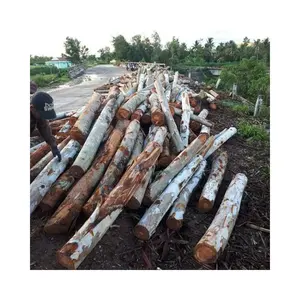 Raw Wood Logs For Fuel In Winter Raw Eucalyptus Wood From Viet Nam Forest Direct Export From Vigifarm