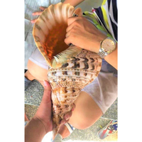 Grande coquille de trompette de triton Charonia Tritonis, coquille de mer antique rare, trompette de triton géante avec prix compétitif 99GD