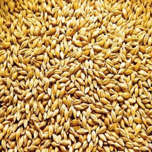 Cebada sin cáscara, grano entero, natural, orgánica, fresca de granja, calidad premium, ingrediente para cocinar - Product Image 6