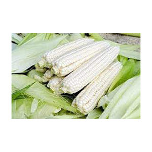 Maíz blanco NO Gmo de alta calidad, venta al por mayor de alto fabricante, nuevo mejor material con tarifa barata - Product Image 4