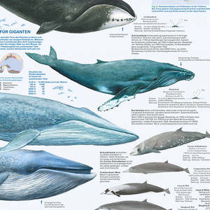 Modern DIN A1 <b>Poster</b> of Whales and Dolphins in German Made of Paper for Wall Usage - Product Image 4