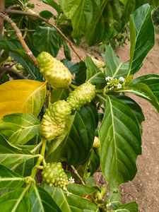 ผลไม้โบราณที่ทันสมัยสุขภาพ grenera น้ำผลไม้ noni ธรรมชาติธรรมชาติโภชนาการจากพืชบริสุทธิ์ - Product Image 3