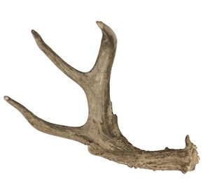 Bois de cerf rouge naturel en vrac disponible pour les acheteurs internationaux - Product Image 6