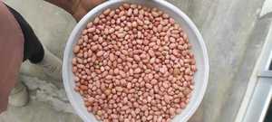 Cacahuetes de calidad superior TJ 100%, crujiente de sabor superior fresco natural para refrigerios, tostado a granel, suministro al por mayor de cacahuetes - Product Image 3