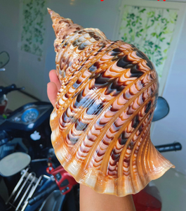 Trompeta Triton grande, concha marina, Concha Triton, Concha, Trompeta Triton, Concha Charonia tritonis para colección de Biología Marina - Product Image 3