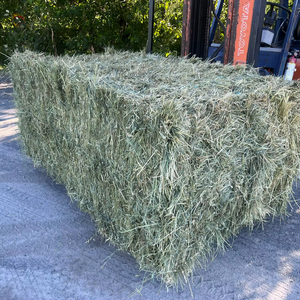 Alimento para animales Alfalfa Fardos y proveedores de heno Trébol de la mejor calidad Pellets verdes frescos para la venta - Product Image 1