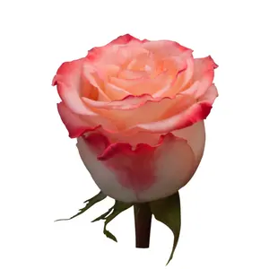 La fabbrica dell'ecuador fornisce rose fresche di fattoria a stelo lungo di Cabaret di alta qualità in quantità all'ingrosso