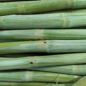 อ้อยแช่แข็งสำหรับเครื่องดื่มและของหวาน | 100% อ้อยธรรมชาติขายส่งจากเวียดนาม - Product Image 1